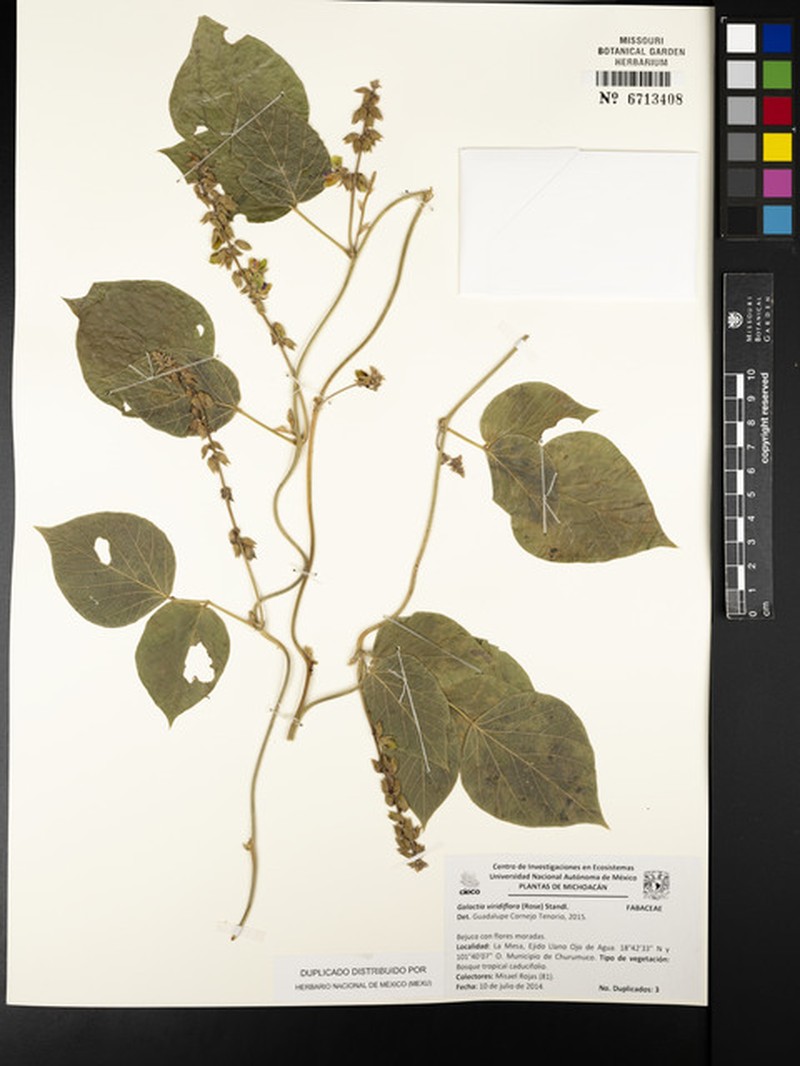 Lackeya viridiflora photo 4