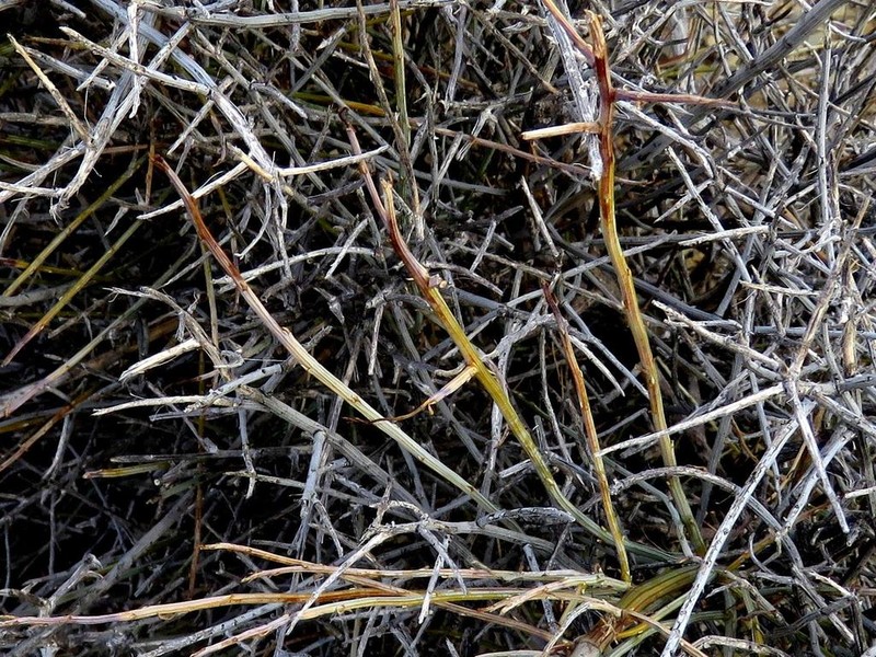 Lacomucinaea lineata