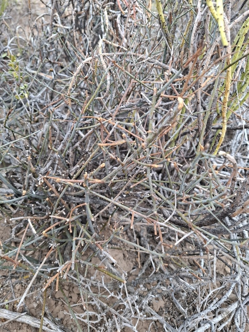 Lacomucinaea lineata photo 2