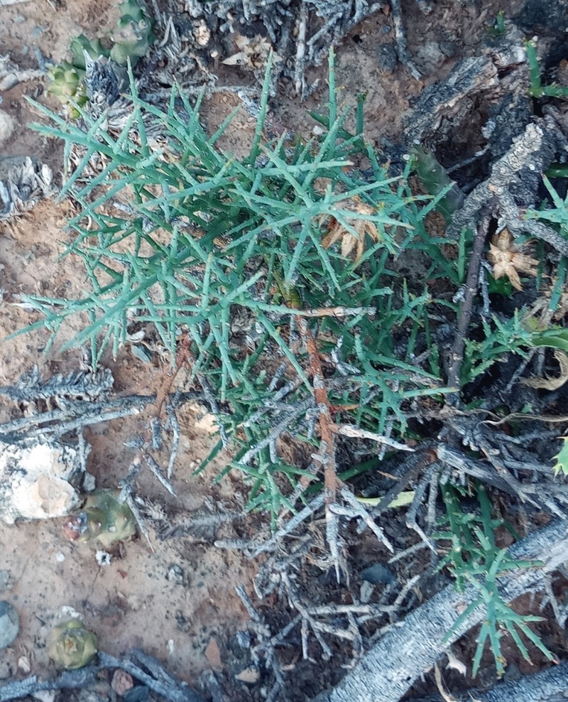 Lacomucinaea lineata photo 3