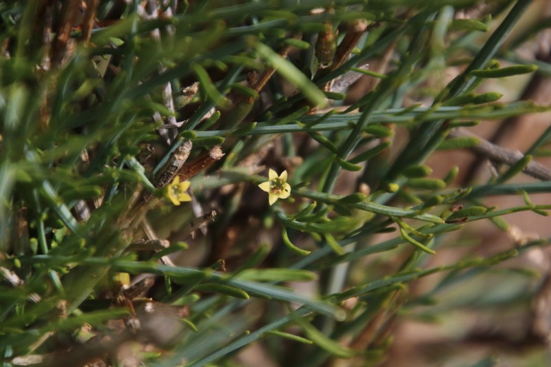 Lacomucinaea lineata photo 4