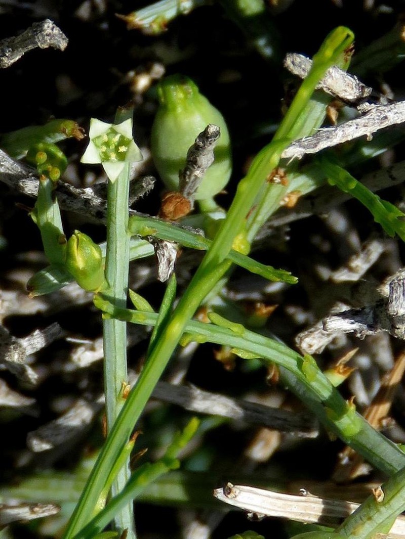 Lacomucinaea lineata photo 5