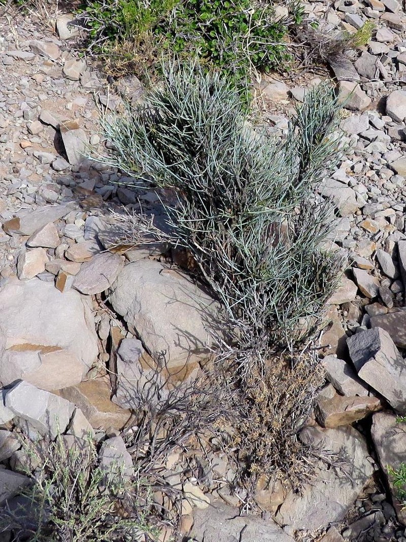 Lacomucinaea lineata photo 6