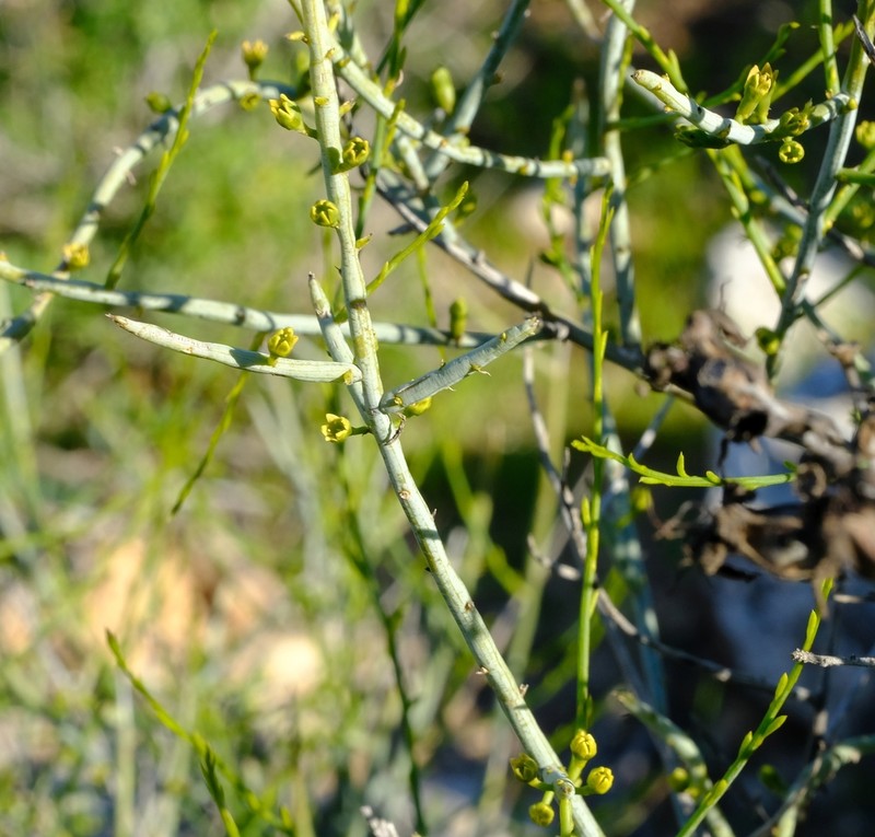 Lacomucinaea lineata photo 7