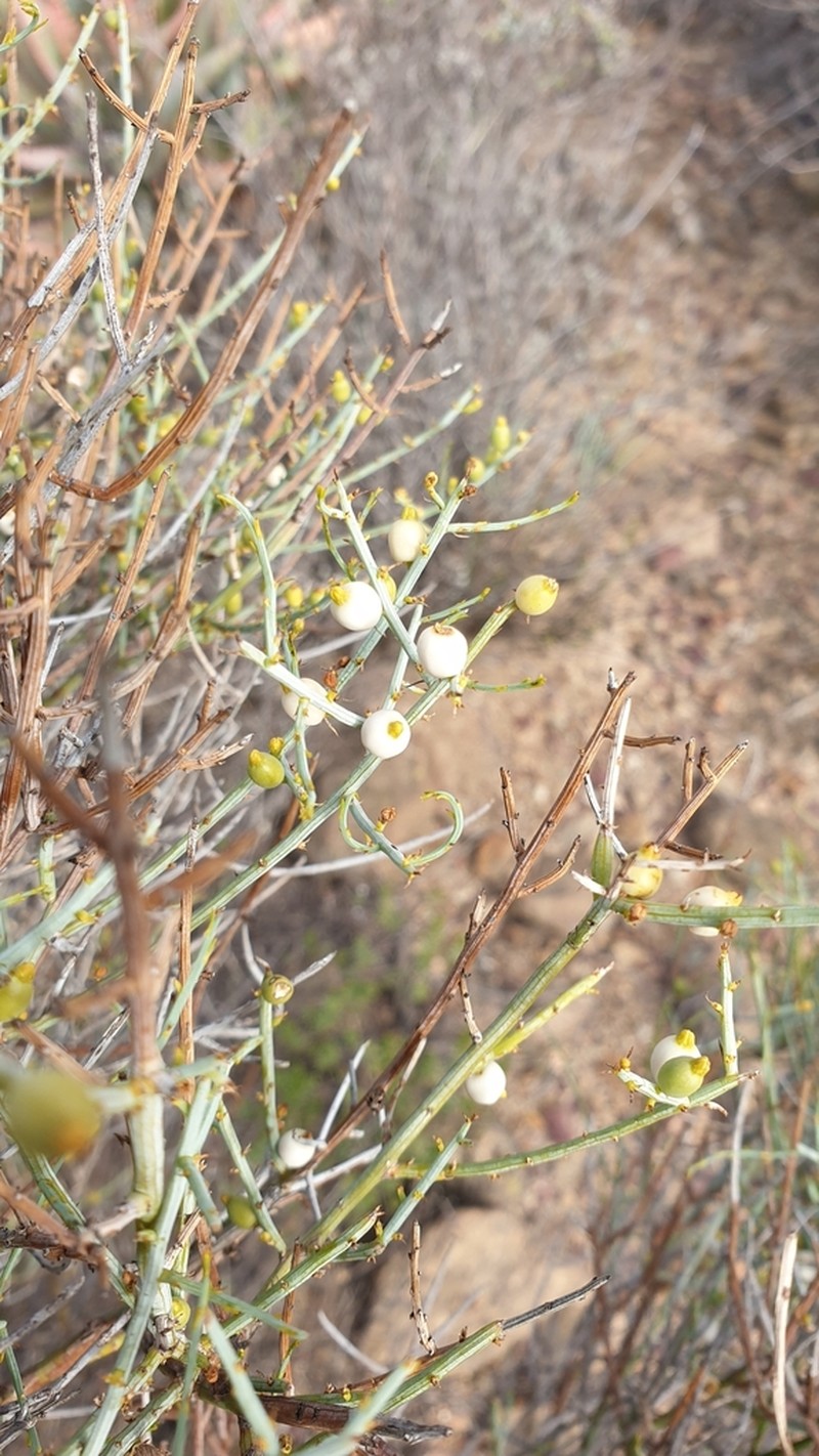 Lacomucinaea lineata photo 8