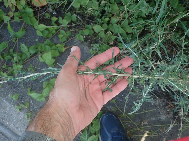 Lactuca × dichotoma