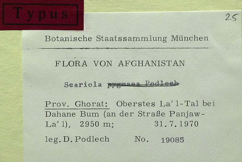 Lactuca amaurophyton