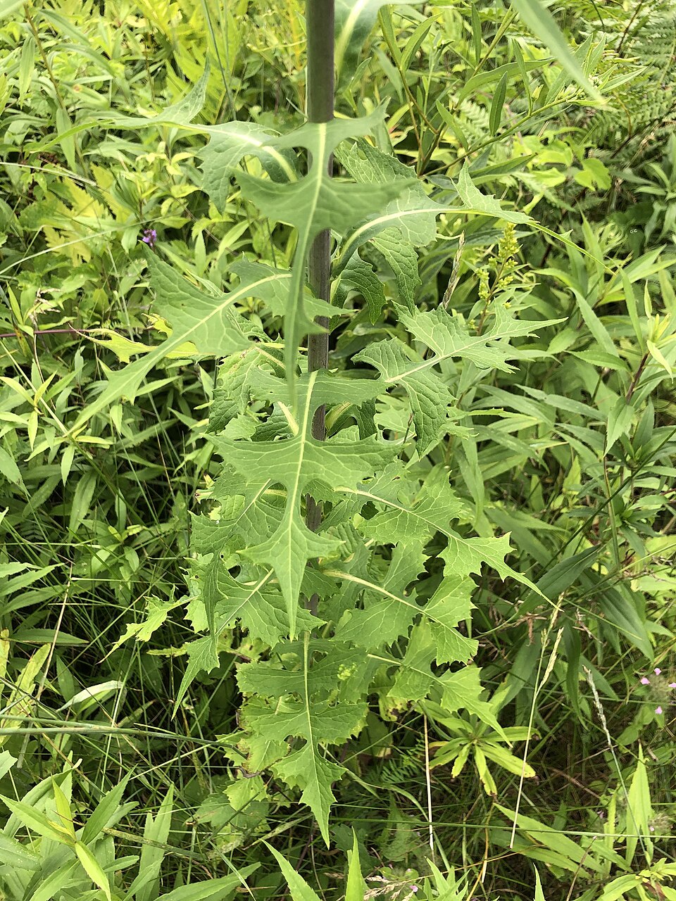 Tall Blue Lettuce photo 2