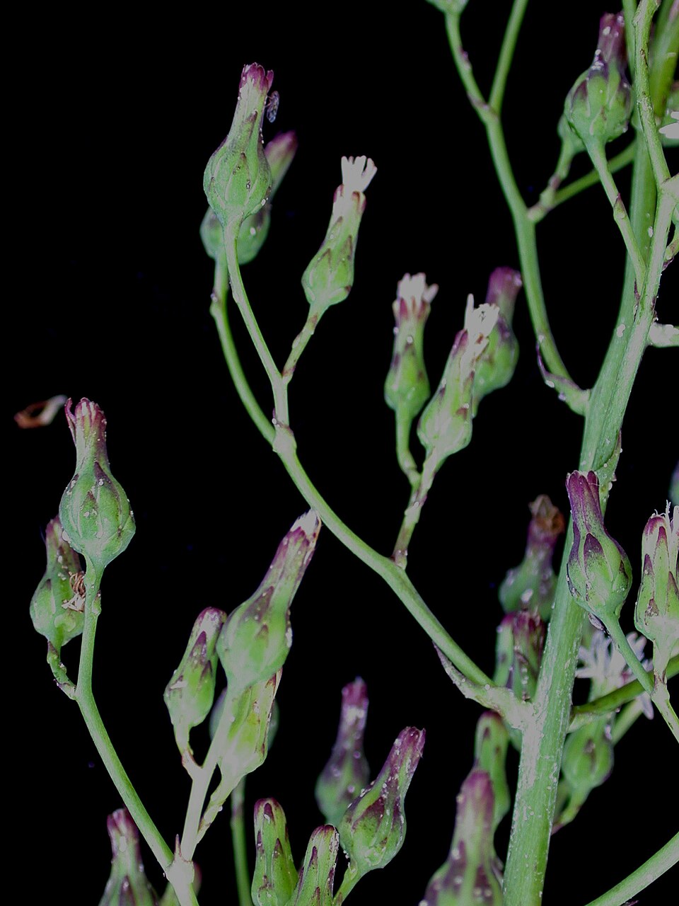 Tall Blue Lettuce photo 3