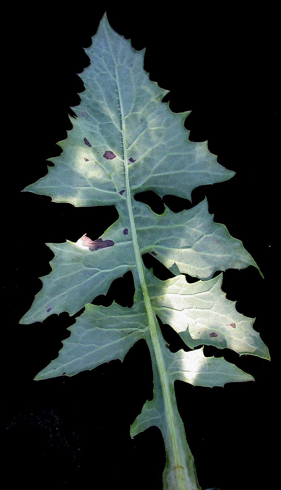 Tall Blue Lettuce photo 4