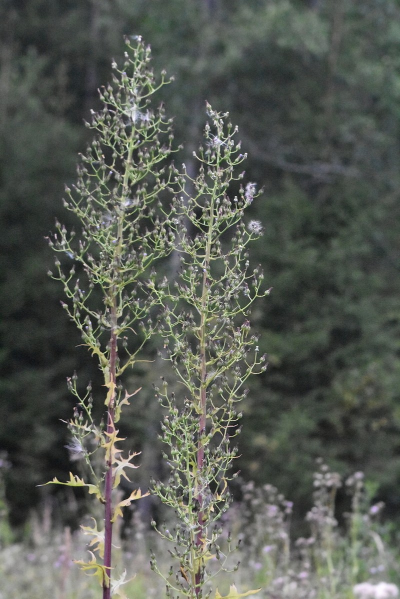 Tall Blue Lettuce photo 2