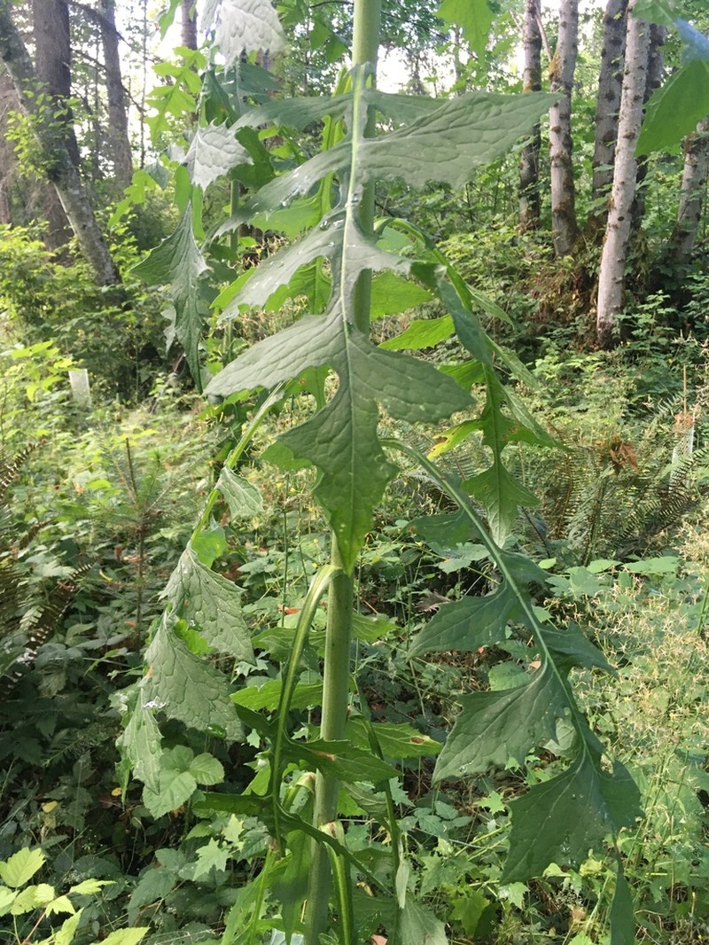 Tall Blue Lettuce photo 3