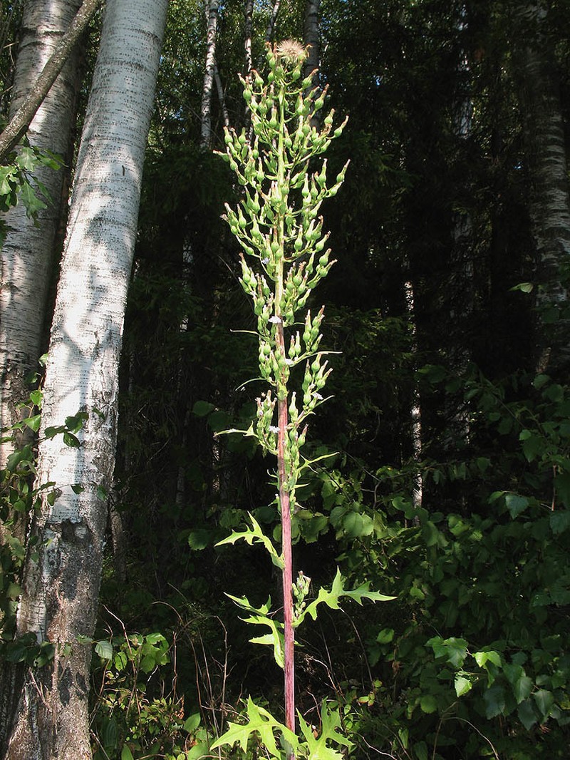 Tall Blue Lettuce photo 4