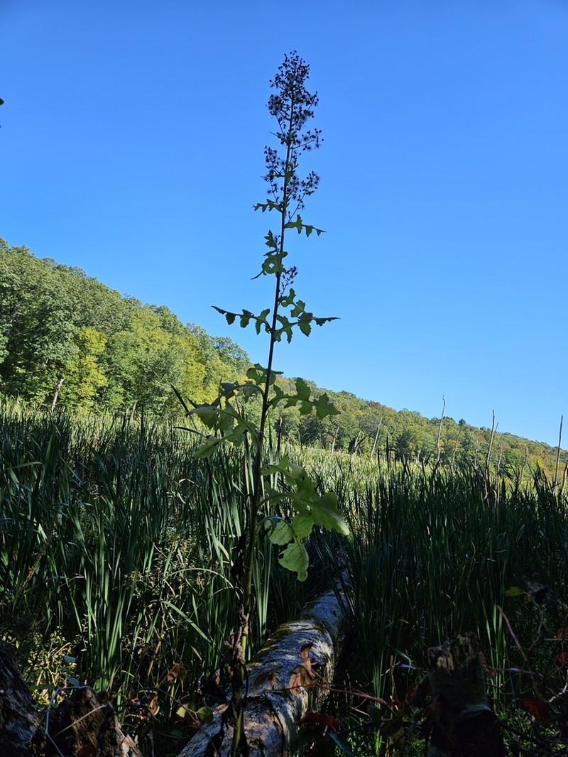 Tall Blue Lettuce photo 5