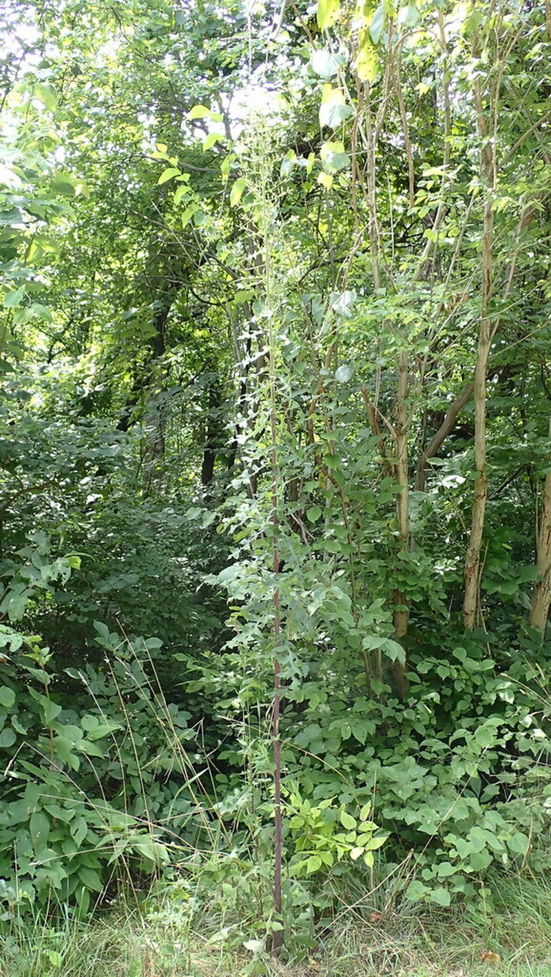 Tall Blue Lettuce photo 6
