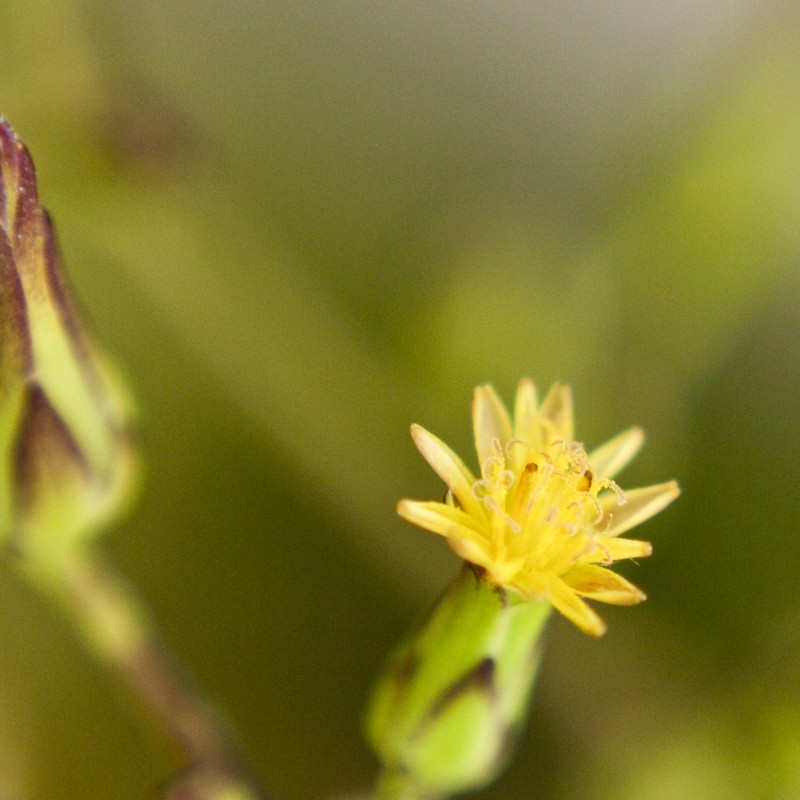 Canada Lettuce photo 2