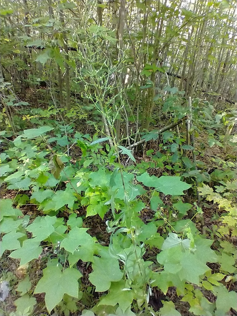 Canada Lettuce photo 7