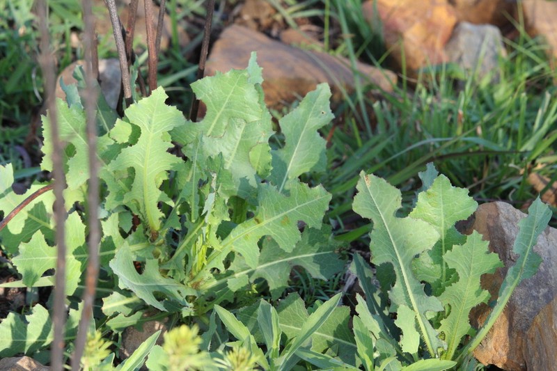 Lactuca dregeana