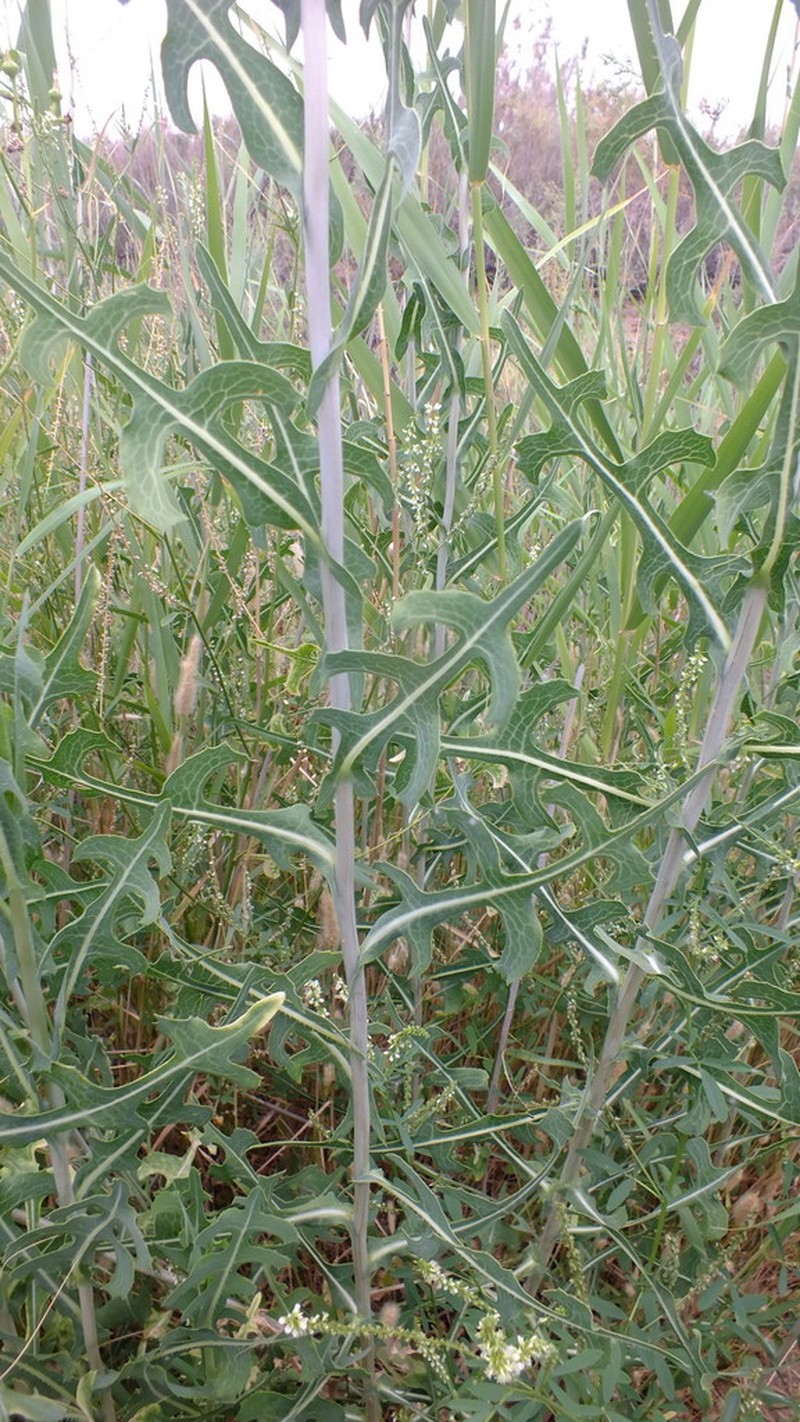 Lactuca dregeana photo 2