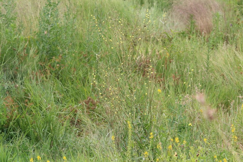 Lactuca dregeana photo 3