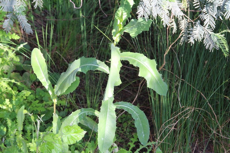 Lactuca dregeana photo 4