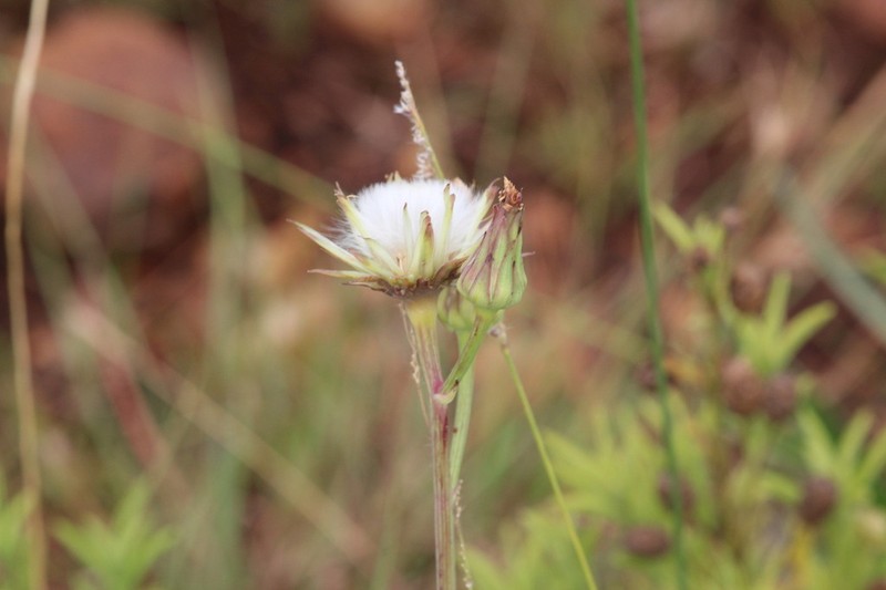 Lactuca dregeana photo 5