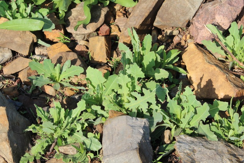 Lactuca dregeana photo 6
