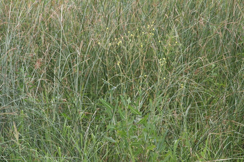 Lactuca dregeana photo 7
