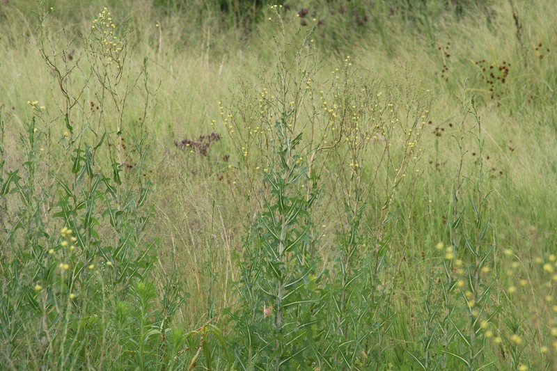 Lactuca dregeana photo 8