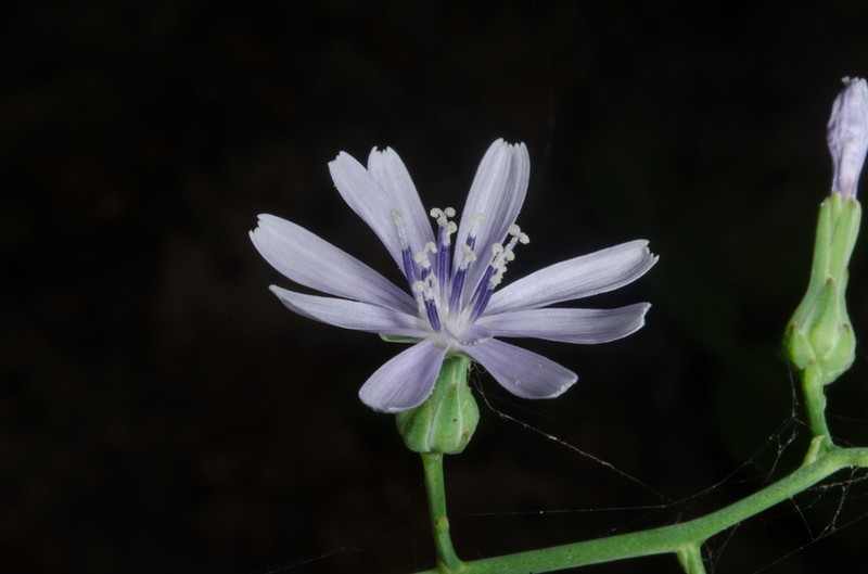 Woodland Lettuce photo 2