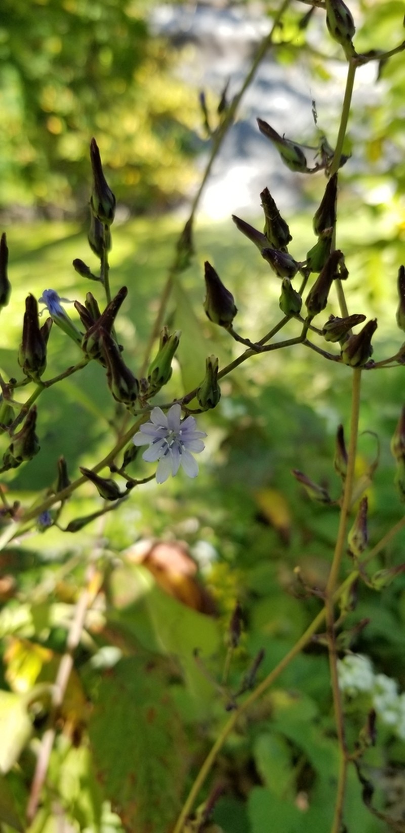 Woodland Lettuce photo 3