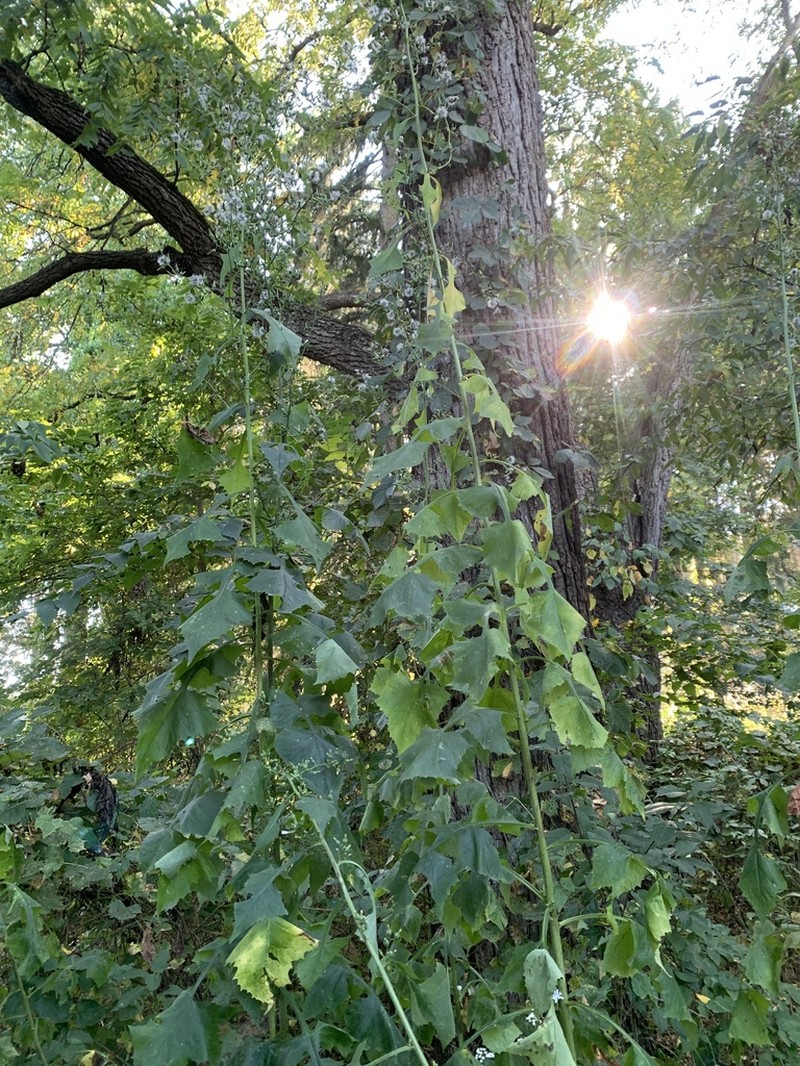 Woodland Lettuce photo 4