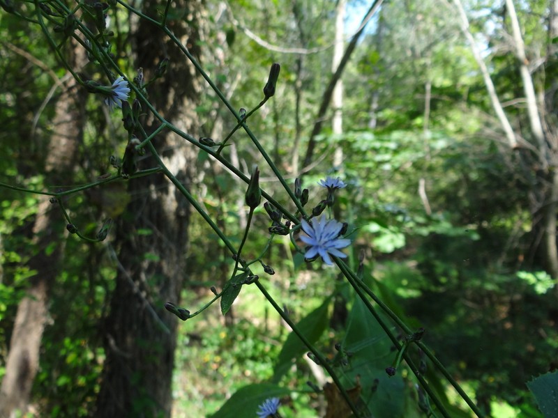 Woodland Lettuce photo 5