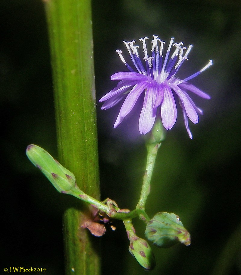 Woodland Lettuce photo 7
