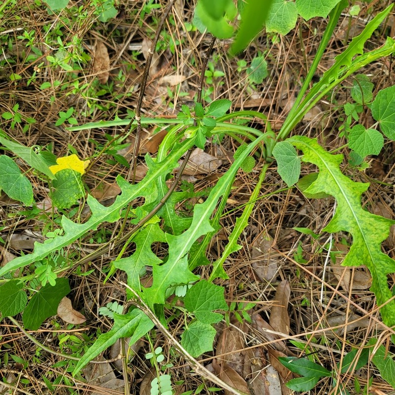 Grassleaf Lettuce photo 2