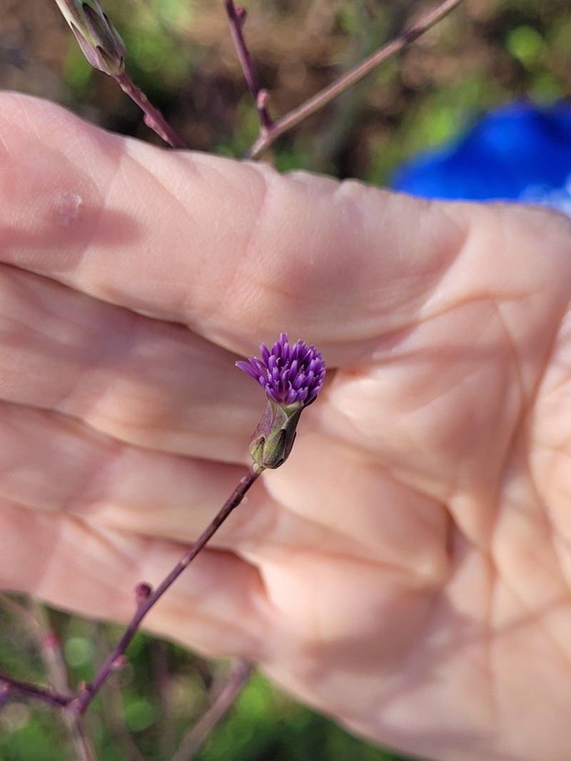 Grassleaf Lettuce photo 3