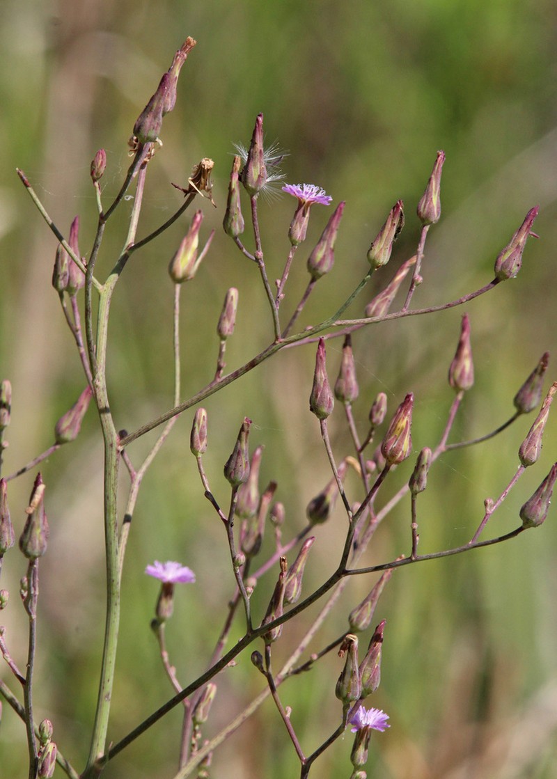 Grassleaf Lettuce photo 5