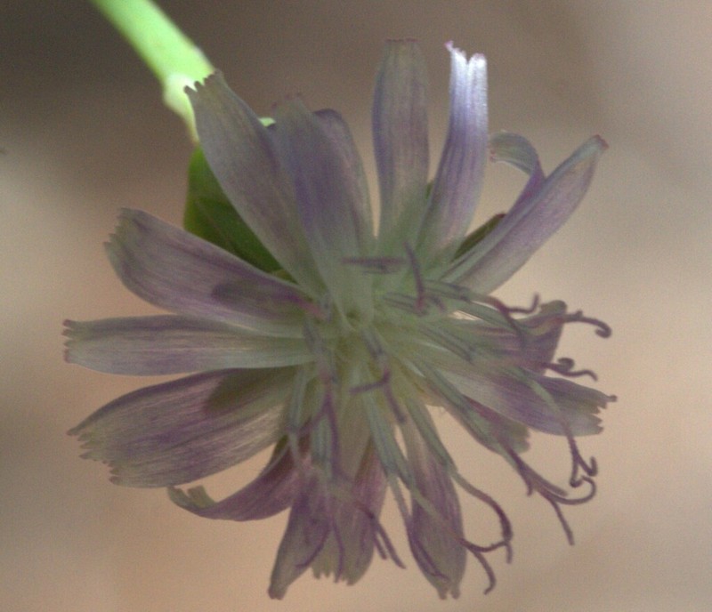 Grassleaf Lettuce photo 6
