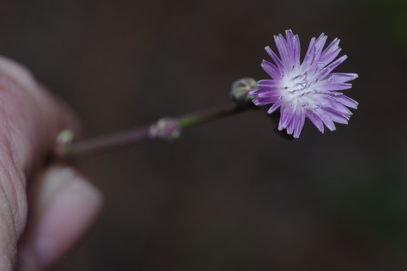 Grassleaf Lettuce photo 8