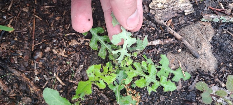 Hairy Lettuce photo 3