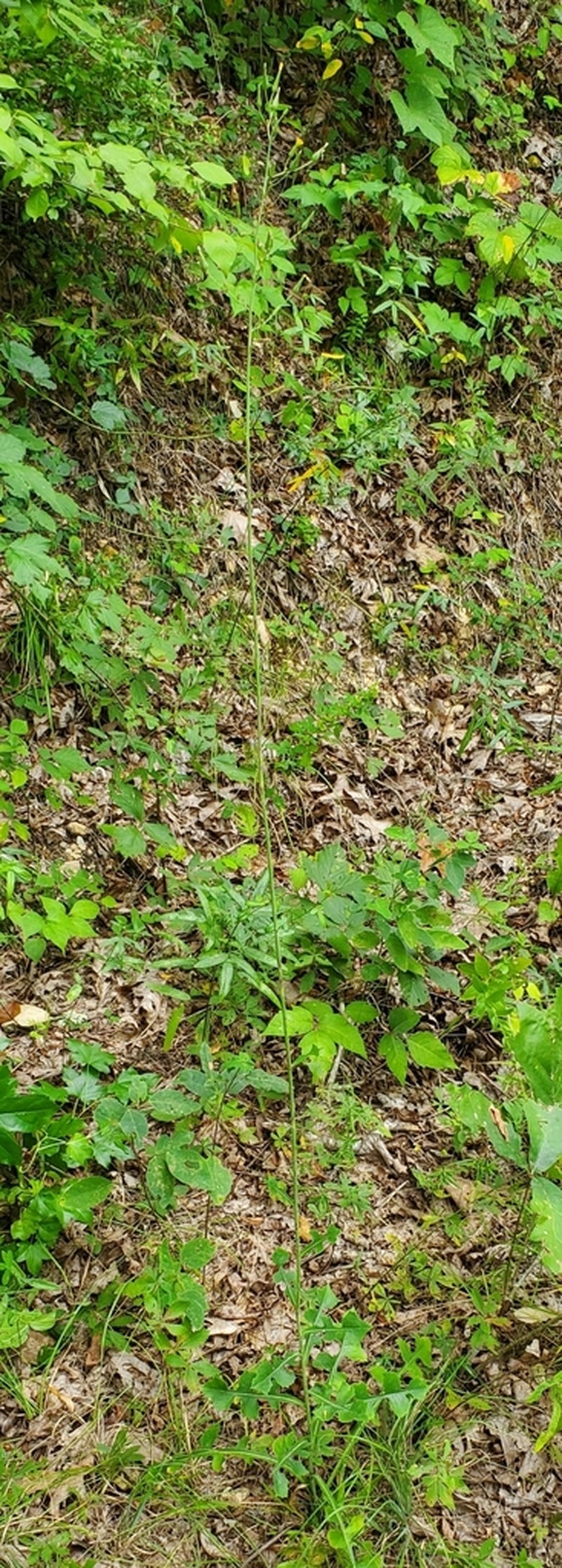 Hairy Lettuce photo 5