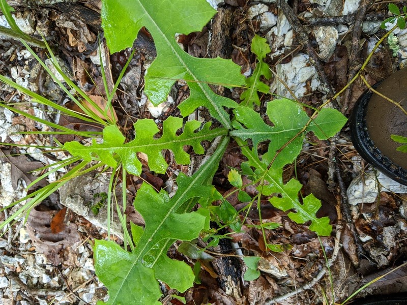 Hairy Lettuce photo 8