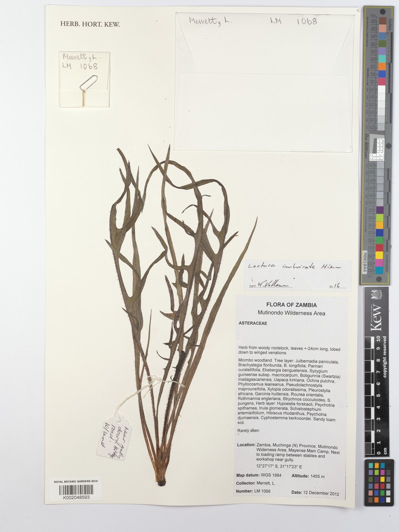 Lactuca imbricata var. imbricata