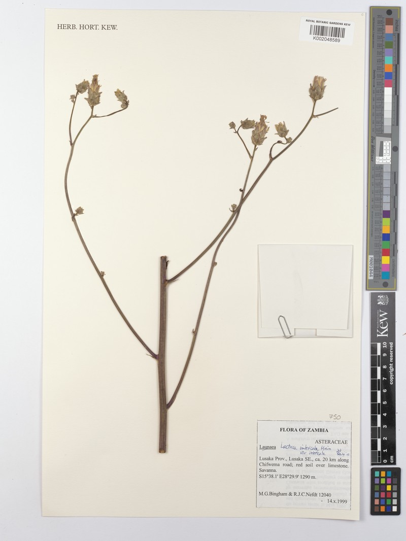Lactuca imbricata var. imbricata photo 2