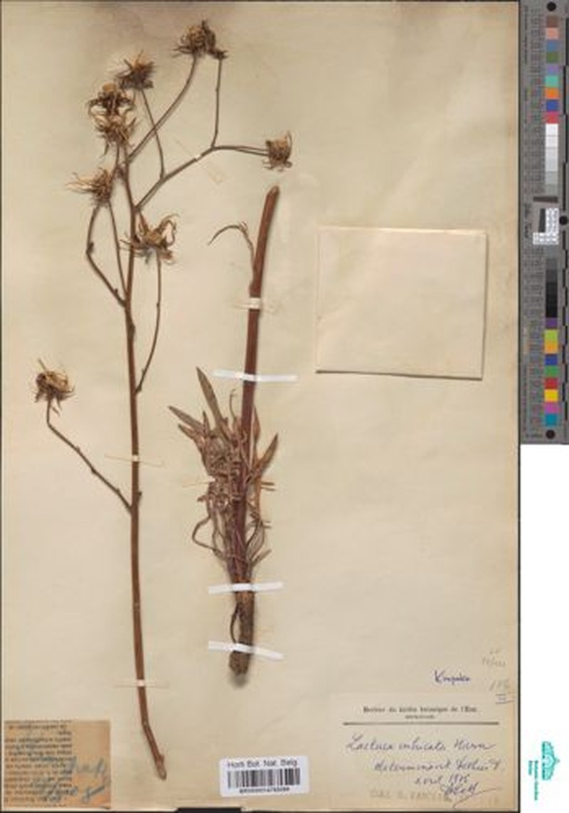 Lactuca imbricata var. imbricata photo 3