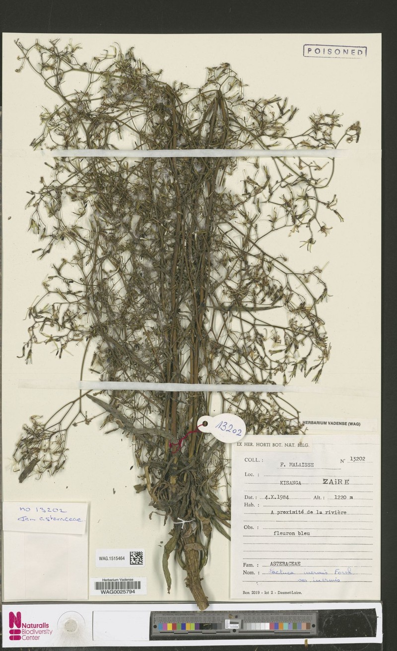 Lactuca inermis var. inermis