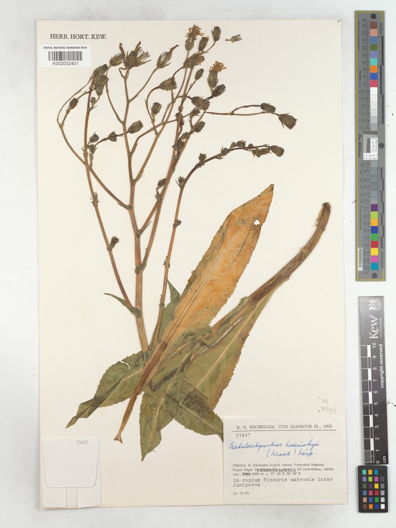 Lactuca kossinskyi
