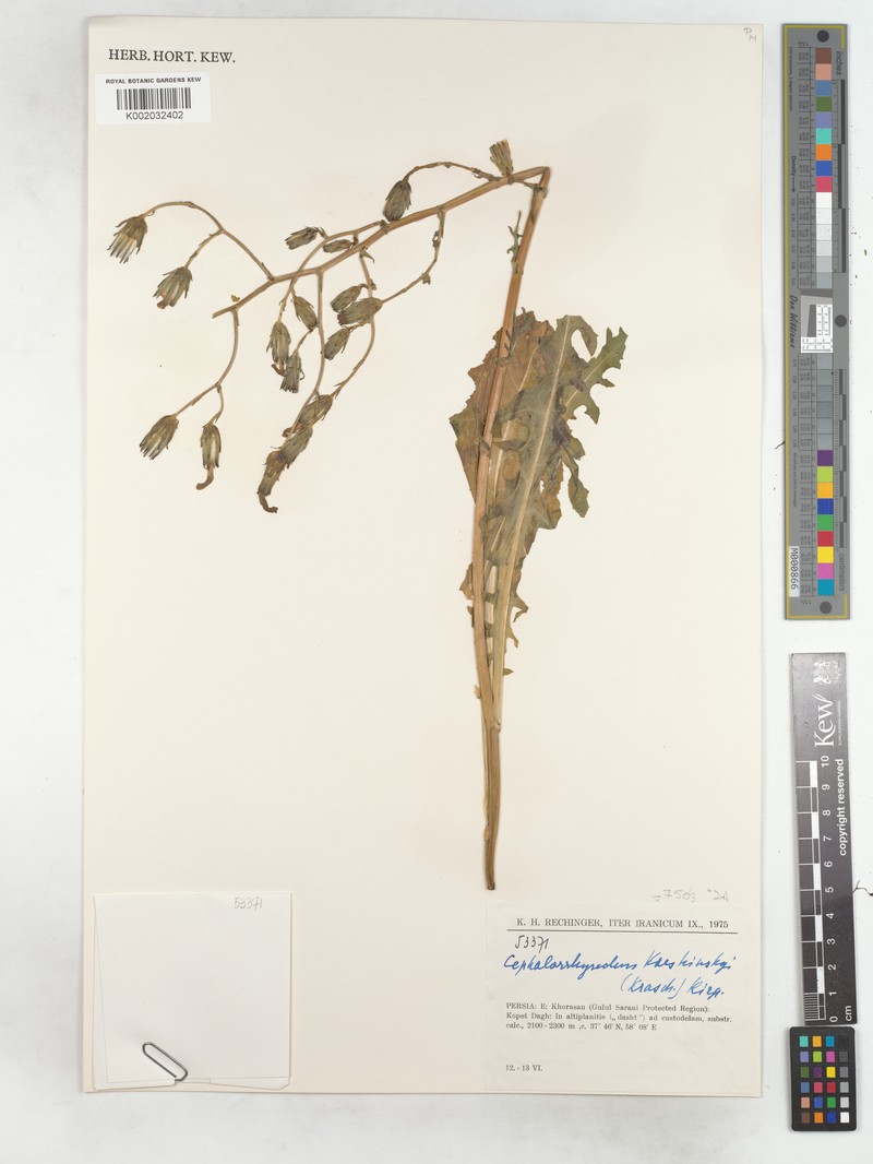 Lactuca kossinskyi photo 2