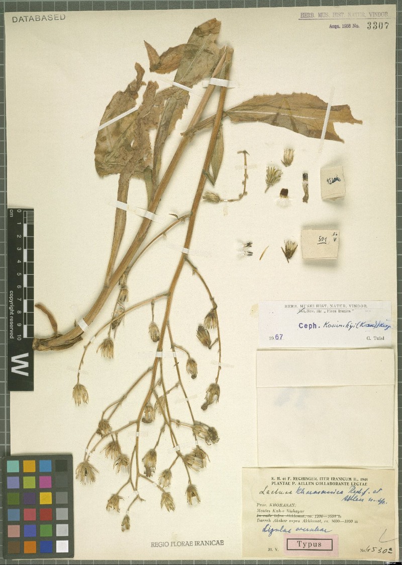 Lactuca kossinskyi photo 3