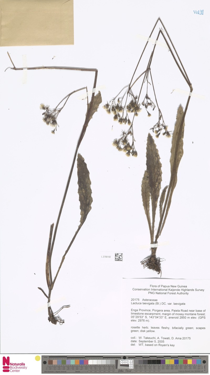 Lactuca laevigata var. laevigata photo 2